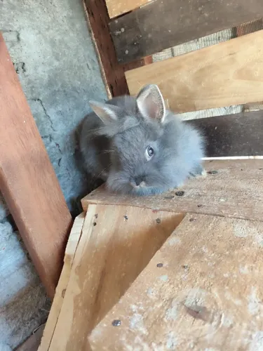 Vende coelho galinha Nagasaki