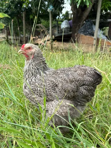 Matriz Brahma Dark Fêmea Já em Postura - Linda e Pronta para Reprodução