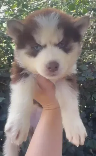 Husky siberiano forte e saudavel