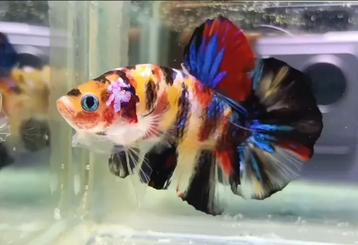 Betta de alta linhagem