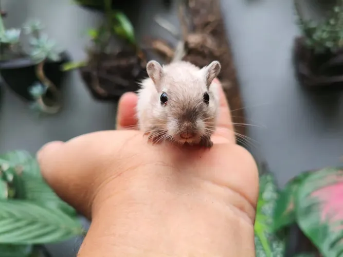 Gerbil (Esquilo da Mongólia)