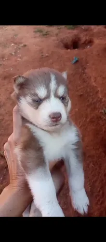 Husky siberiano