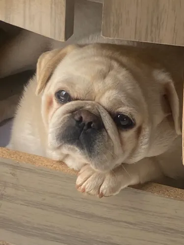 Pug Branco macho 