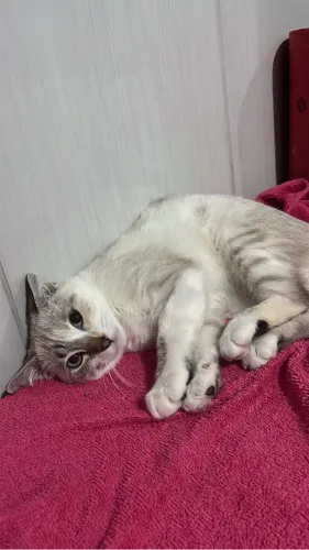 ESTOU DOANDO ESSA GATINHA 