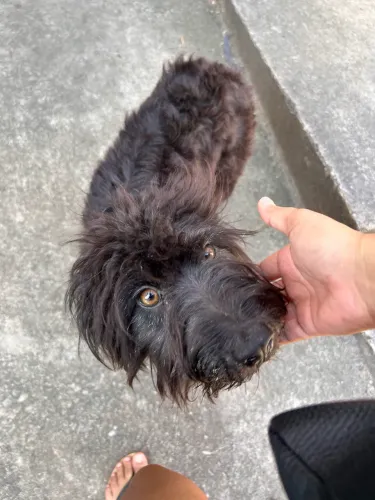 Doguinha - cachorrinha abandonada