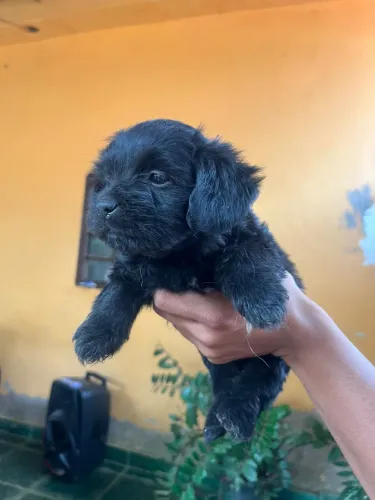 Doação de cachorro enraçado com shitzu 