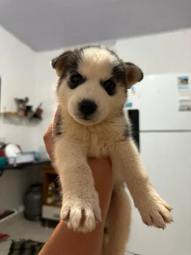 Vendo filhote de husky siberiano fêmea