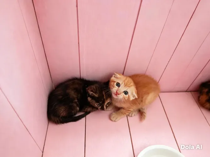 Doa se gatinhos