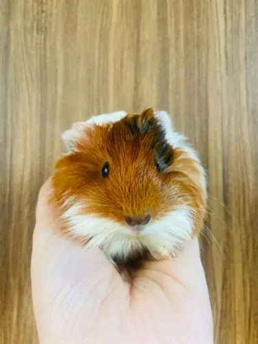 Porquinhos da Índia