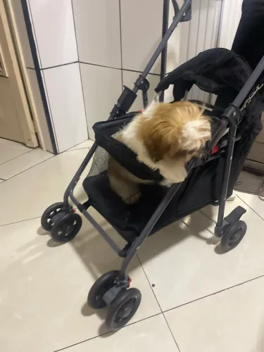 Carrinho pra cachorro