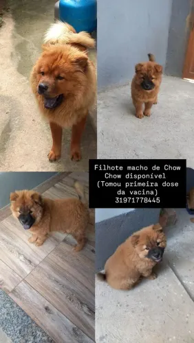 Filhote de Chow Chow macho 