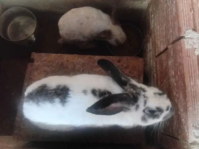 Vende se coelhos