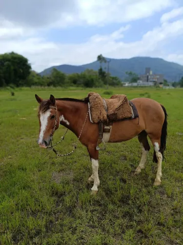Égua