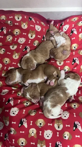 Filhotes de Basset Hound 