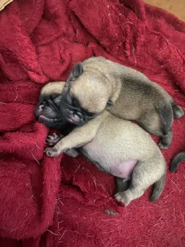 Filhote de PUG - parcelado em 10x no cartão