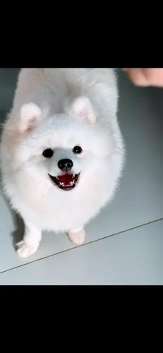 Spitz alemão macho 
