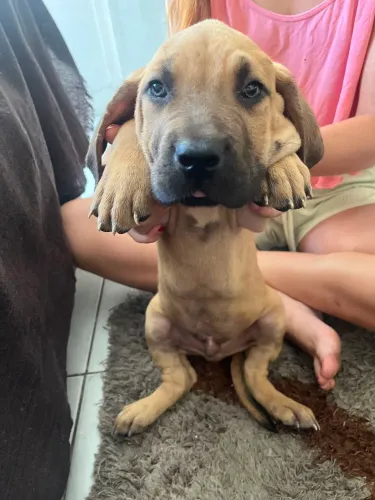 Filhote fila brasileiro