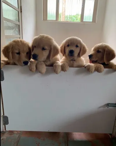 DOAÇÃO DE GOLDEN