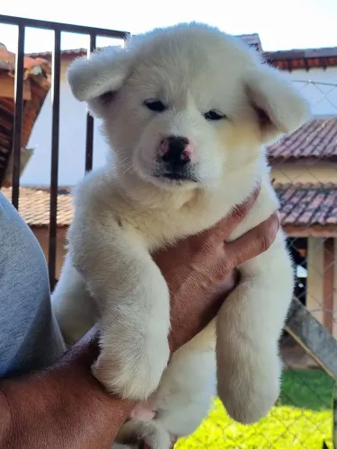 Akita Inu- Padrão Excepcional da Raça