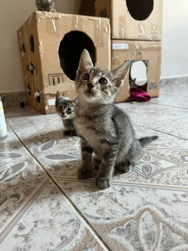 Doação / adoção gatos machos