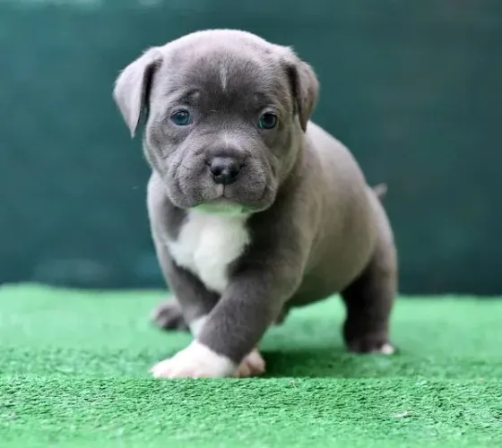 DOAÇÃO DE PITBULL 