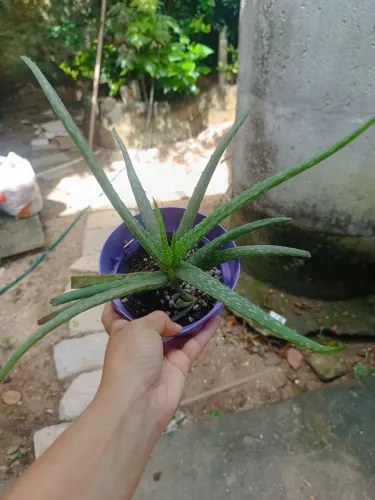 Babosa