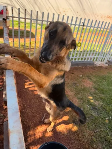 Vende  cachorro pastor alemã 