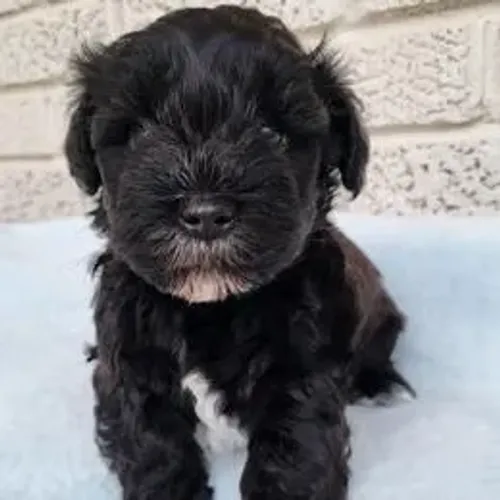 Schnauzer,Schnauzer Filhote Disponível Entrega Facilitada