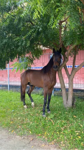 Cavalo machador 