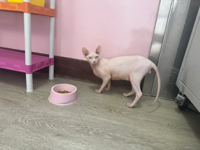 Filhote de Gato Sphinx 