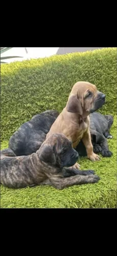 Lindos filhote de fila brasileiro