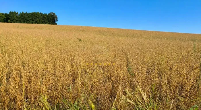 São Luiz do Purunã | Fazenda 62 Hectares | 26 Alqueires | 70% de Área Plantável