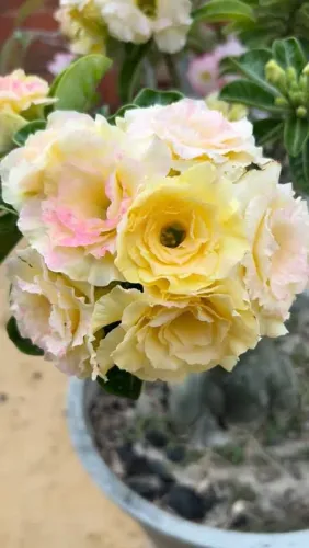 Rosa do deserto perfumada