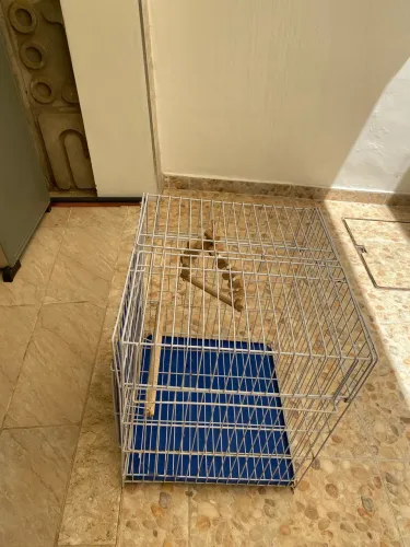 Vendo viveiro para calopsitas