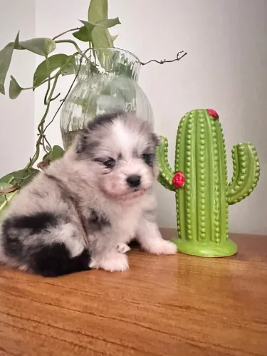 Spitz alemão merle