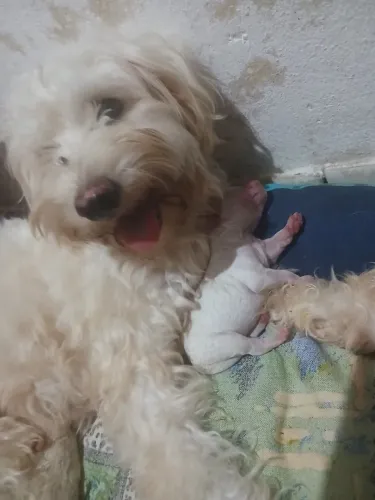 Vende-se uma cachorrinha Podlee toy