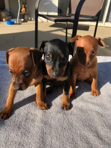 Cachorro filhote Pinscher/Pincher muito dócil e inteligente com contrato