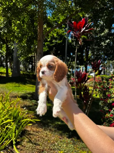 Cavalier King Charles disponível