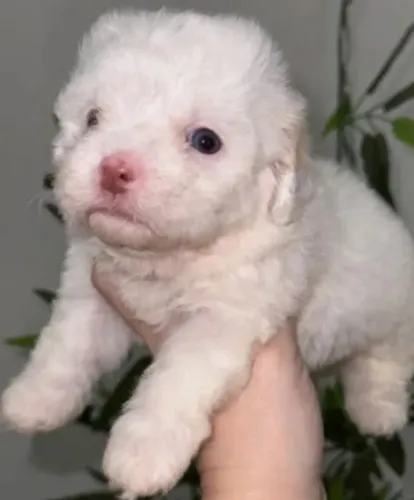 Filhotes de poodle