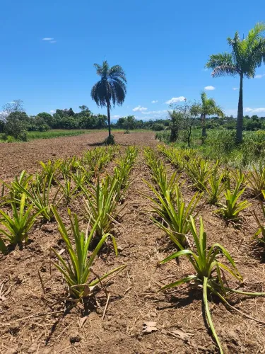 Vaga de Emprego: Tratorista/Caseiro Experiente - Lagoinha, Nova Iguaçu - RJ