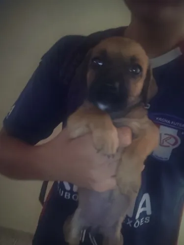 doa se cachorro vira lata