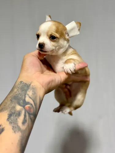 Chihuahua macho pelo curto lindo 