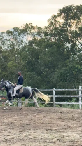 Cavalo Campolina 