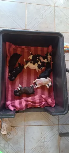 Vendo filhotes de Shitzu