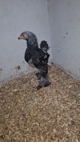 Brahma dark macho(Idade 2 meses)