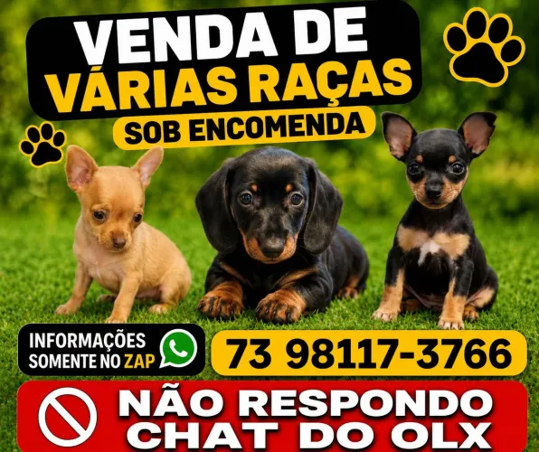 Pincher , cofap , várias raças