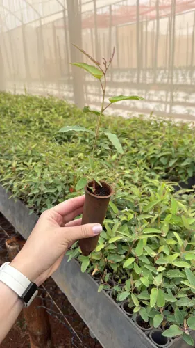 Mudas de Eucalipto Saudáveis Prontas para Plantio