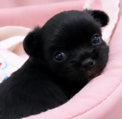 Chihuahua Fêmea Pelo Longo