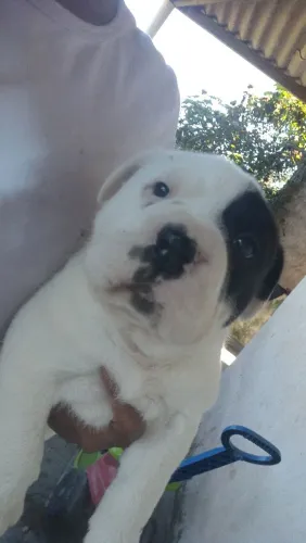 American Bulldog 