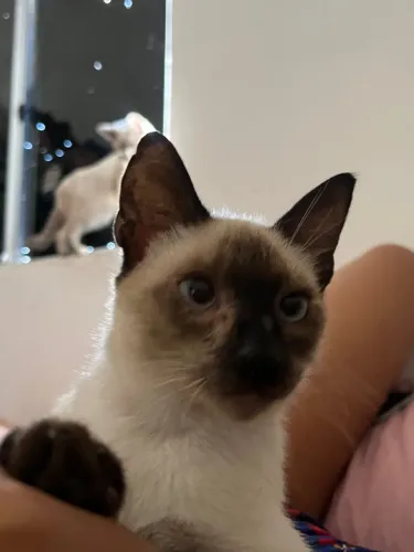 Gata siamês legitima 